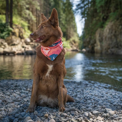 Wilderdog – Foulard rafraîchissant