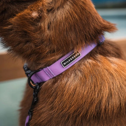 Wilderdog – Collier imperméable