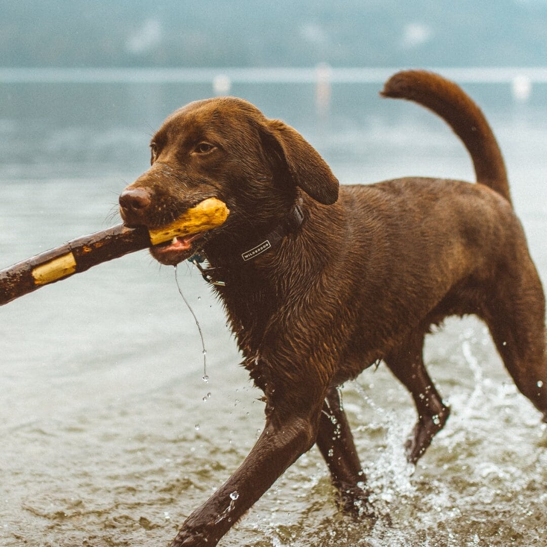 Wilderdog – Collier imperméable