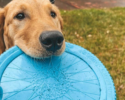 Cycle Dog – Flat Tire Flyer