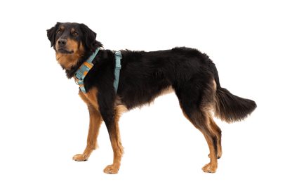 Ruffwear – Harnais Front Range