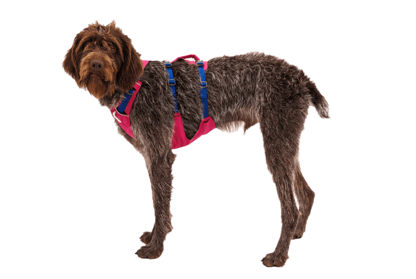 Ruffwear – Harnais Flagline