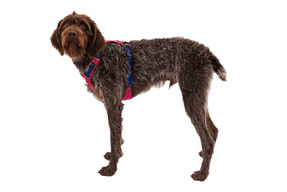 Ruffwear – Harnais Hi & Light