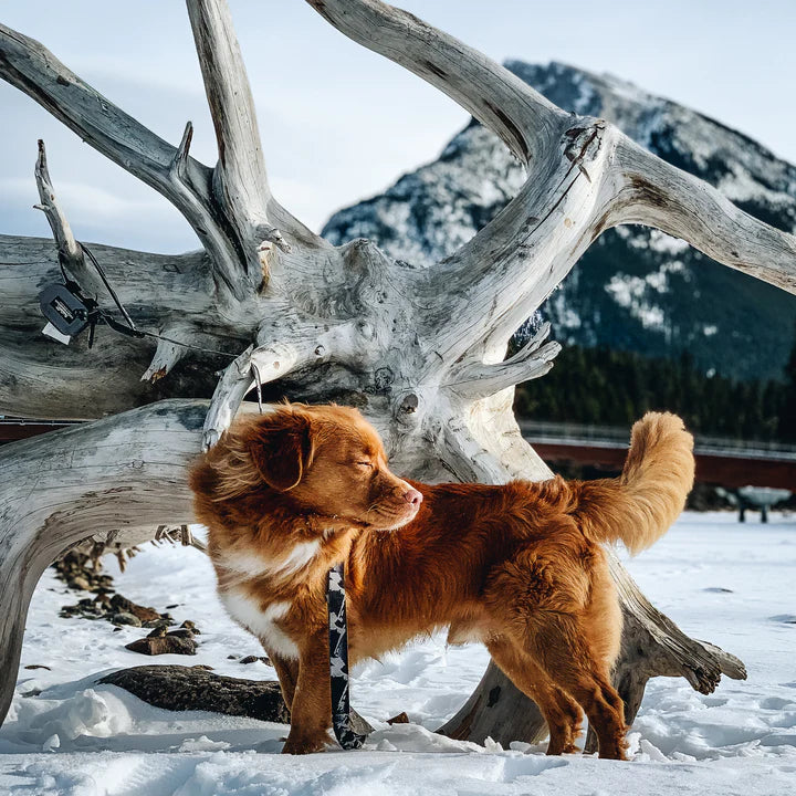Rocky Mountain Dog – Laisse ajustable