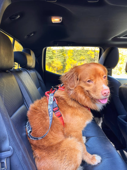 Rocky Mountain Dog – Ceinture de sécurité ajustable