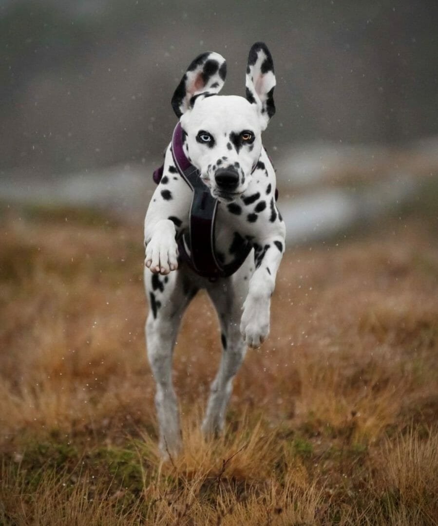 Non-Stop – Harnais Line 5.0