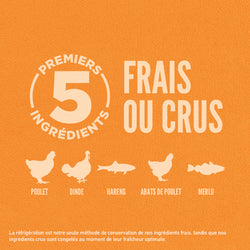 Orijen – Sans Grains - Originale - Chat