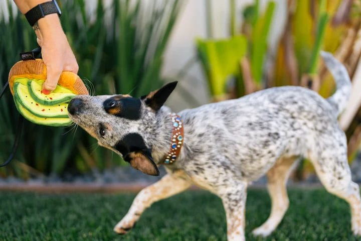 P.L.A.Y. – Collection Brunch - Peluche Toast Avo-doggo
