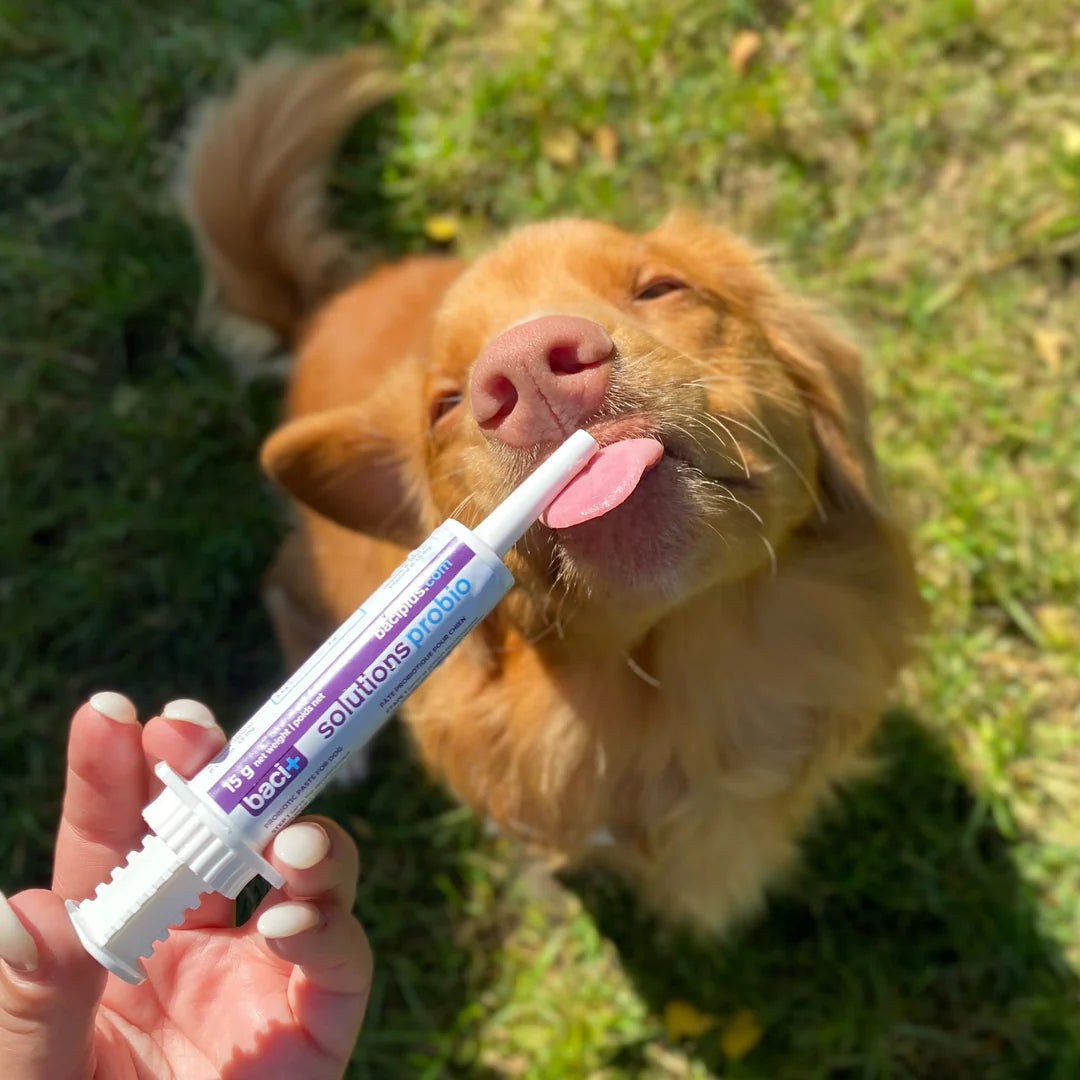 Baci + – Probio+Vivo - Soulagement digestif rapide pour chiens