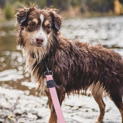 Wilderdog – Laisse imperméable