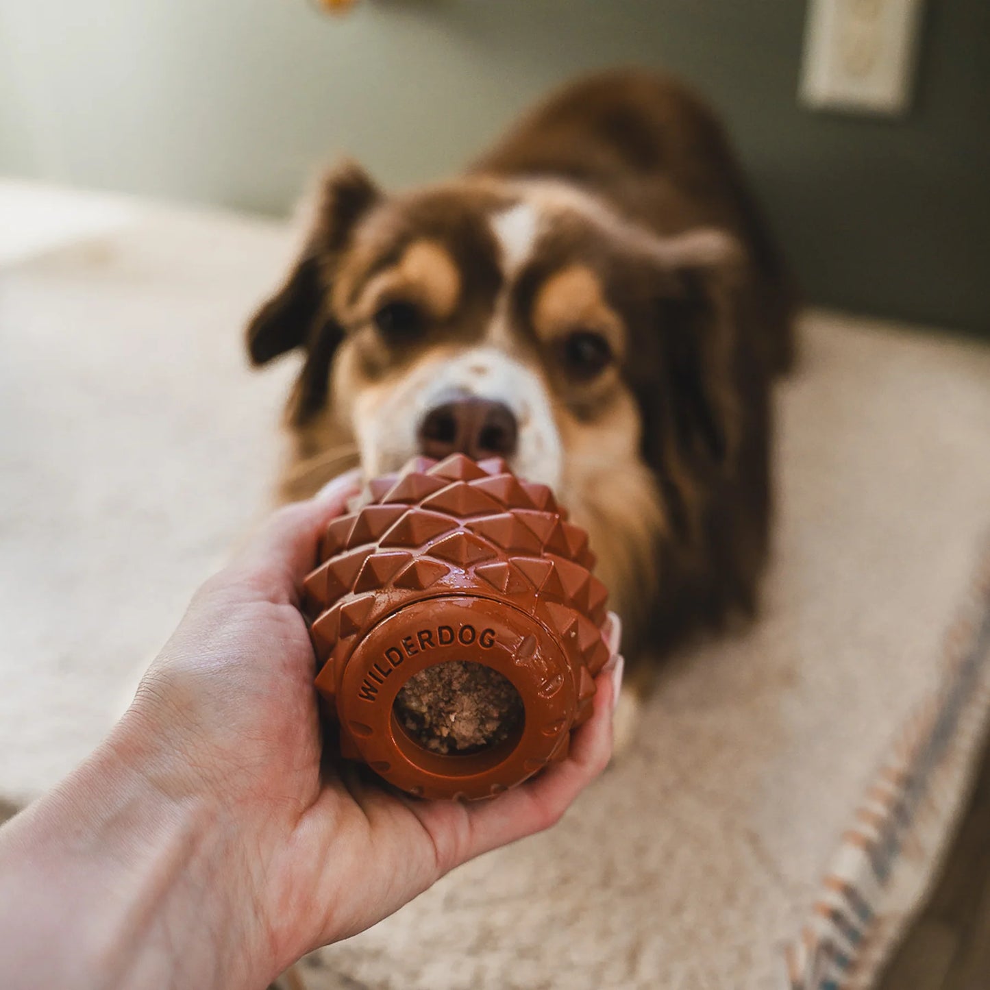 Wilderdog – Conifur
