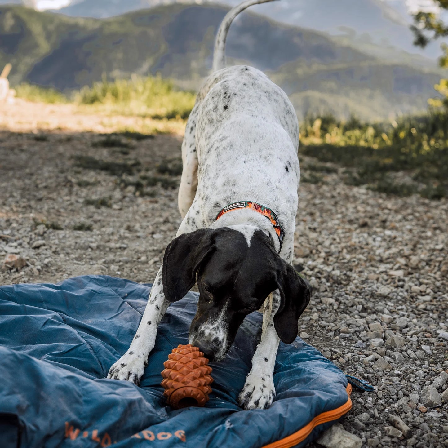 Wilderdog – Conifur