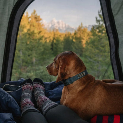 Wilderdog – Collier imperméable