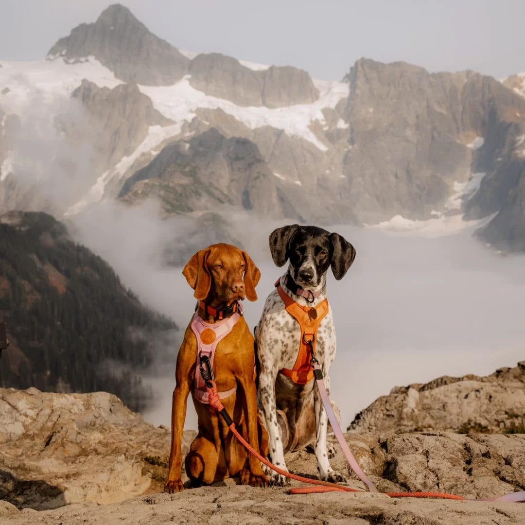 Wilderdog – Harnais