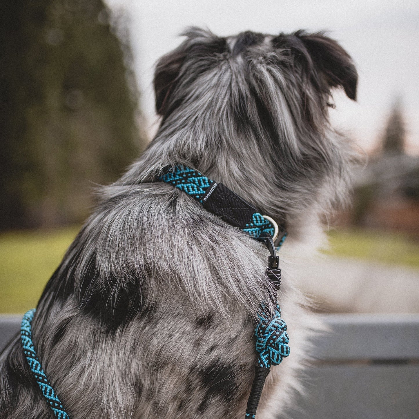 Wilderdog – Collier en corde