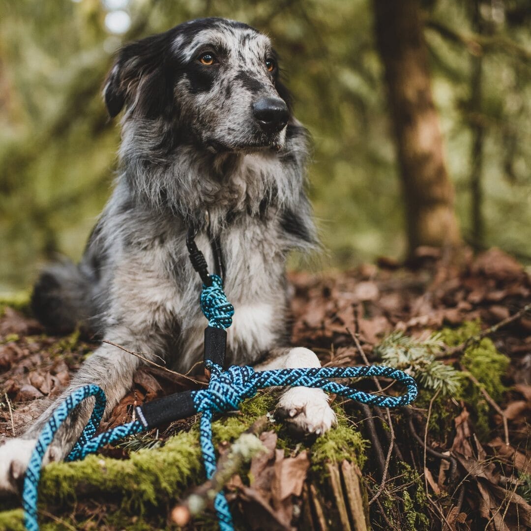 Wilderdog – Laisse en corde avec gros mousqueton