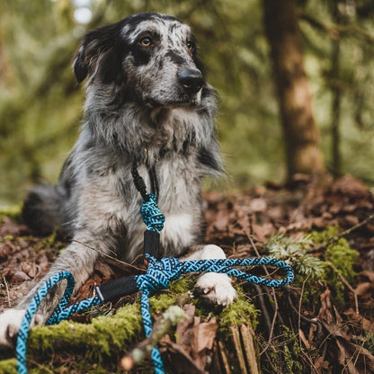 Wilderdog – Laisse en corde avec gros mousqueton