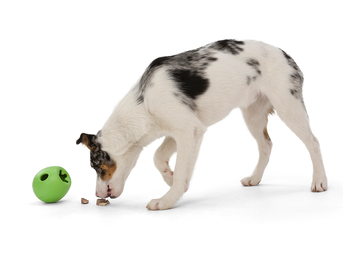 West Paw – RUMBL Zogoflex – Distributeur à gâteries