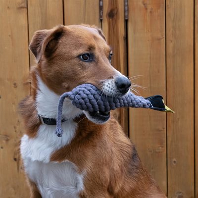 Shedrow K9 – Jouet en corde avec bouteille