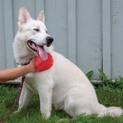 Shedrow K9 – Jelly scrubber