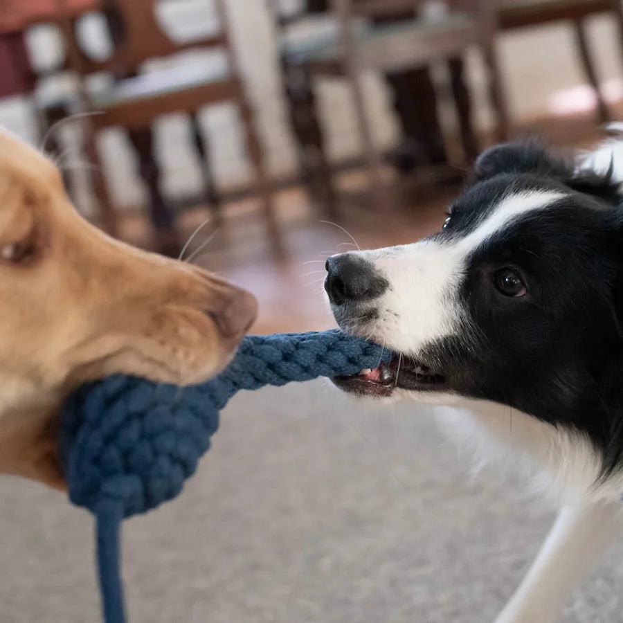 Shedrow K9 – Geai bleu - Corde avec bouteille d'eau