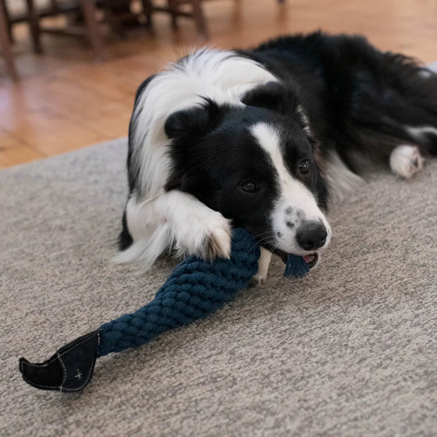 Shedrow K9 – Geai bleu - Corde avec bouteille d'eau