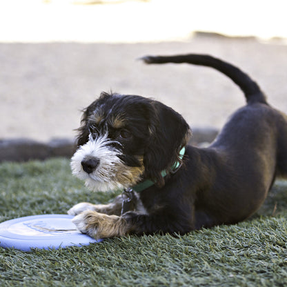 Kong – Frisbee pour chiot