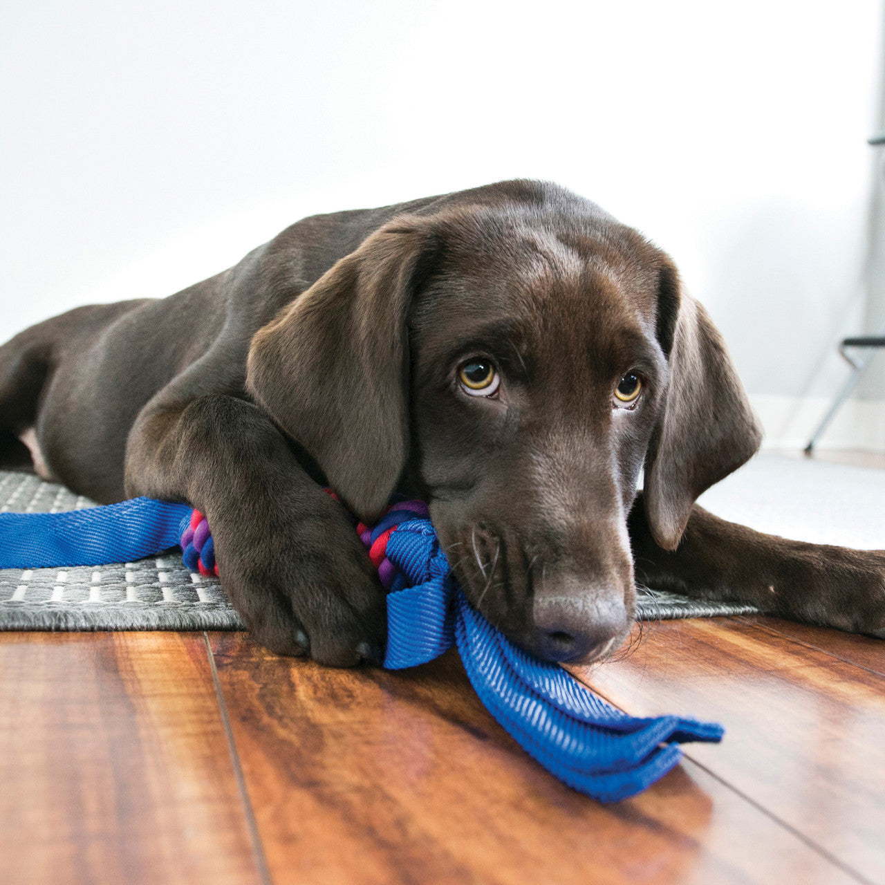 Kong – Tugga wubba