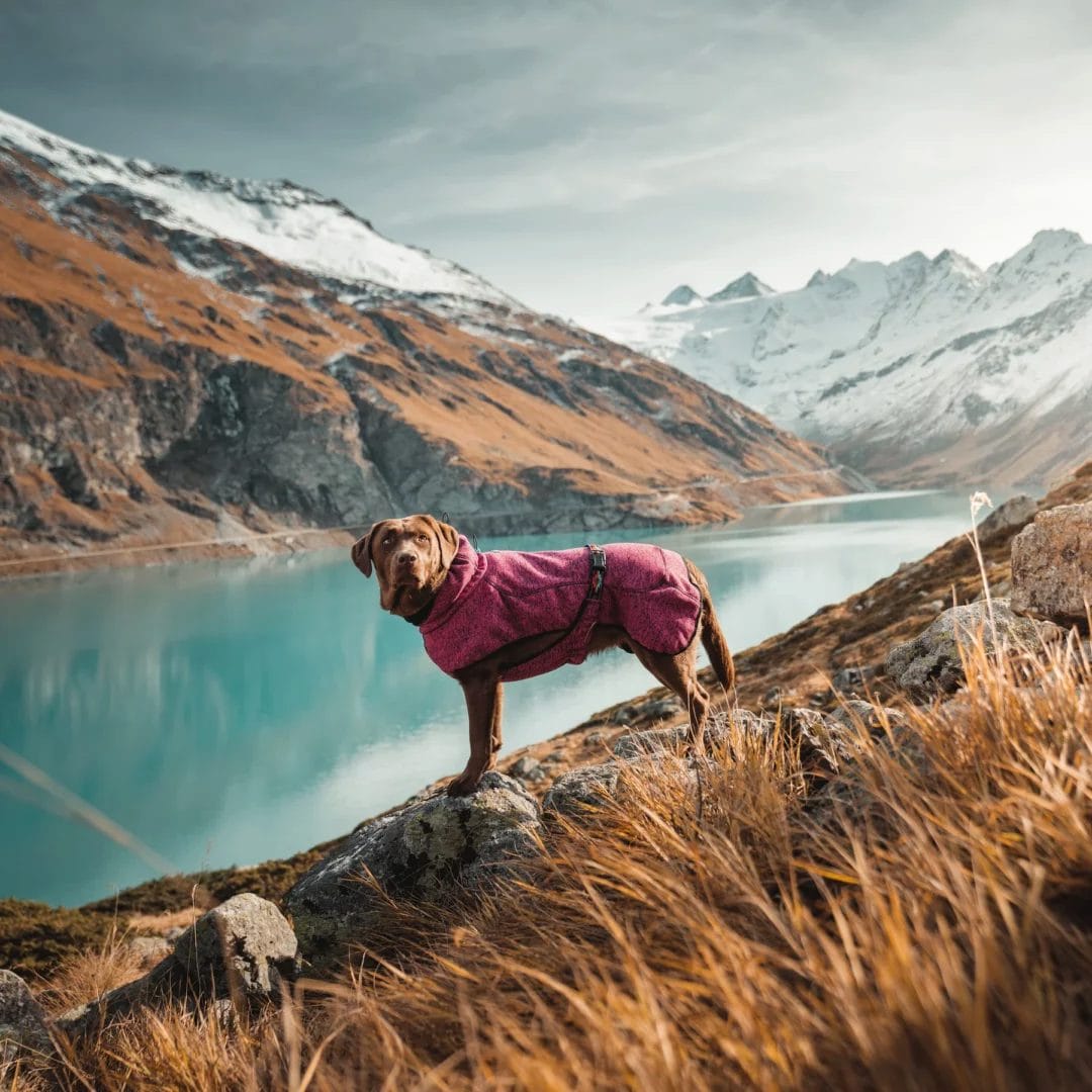 Wilderdog – Veste Polaire