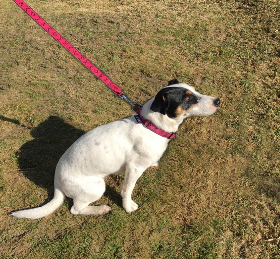 Manmat – Laisse pour petit chien
