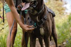 Ruffwear – Sac à Dos Switchbak