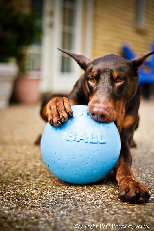 Jolly Pets – Ballon Bounce-n-Play