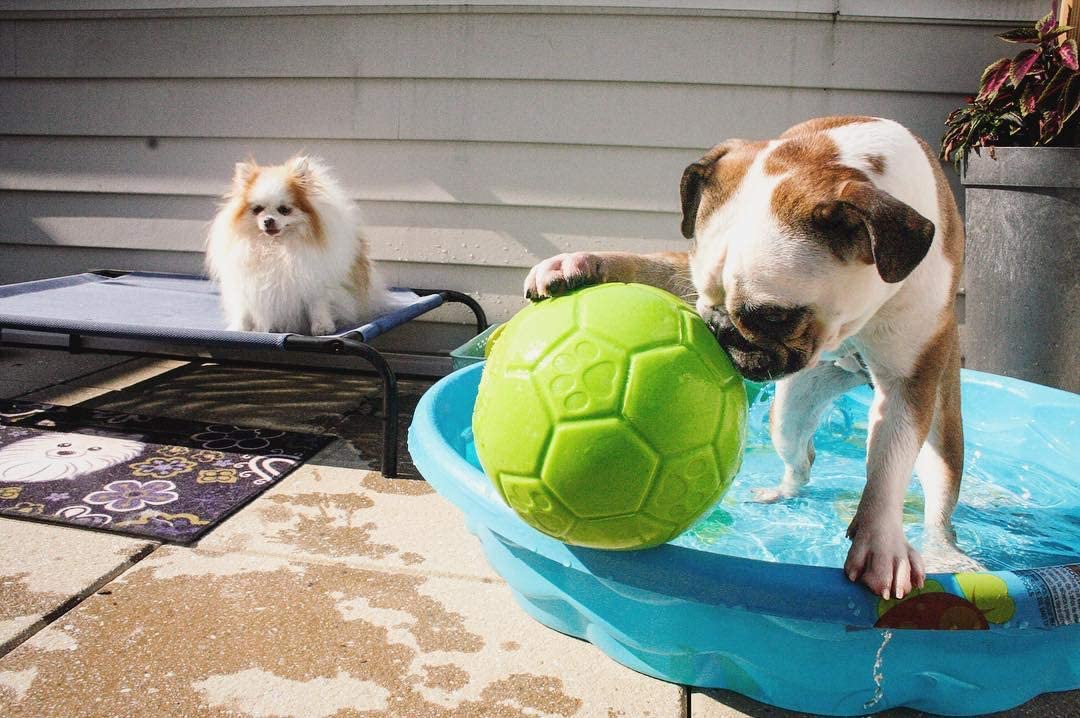 Jolly Pets – Ballon de Soccer