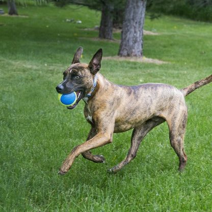 Kong – Balle SqueakAir Ultra