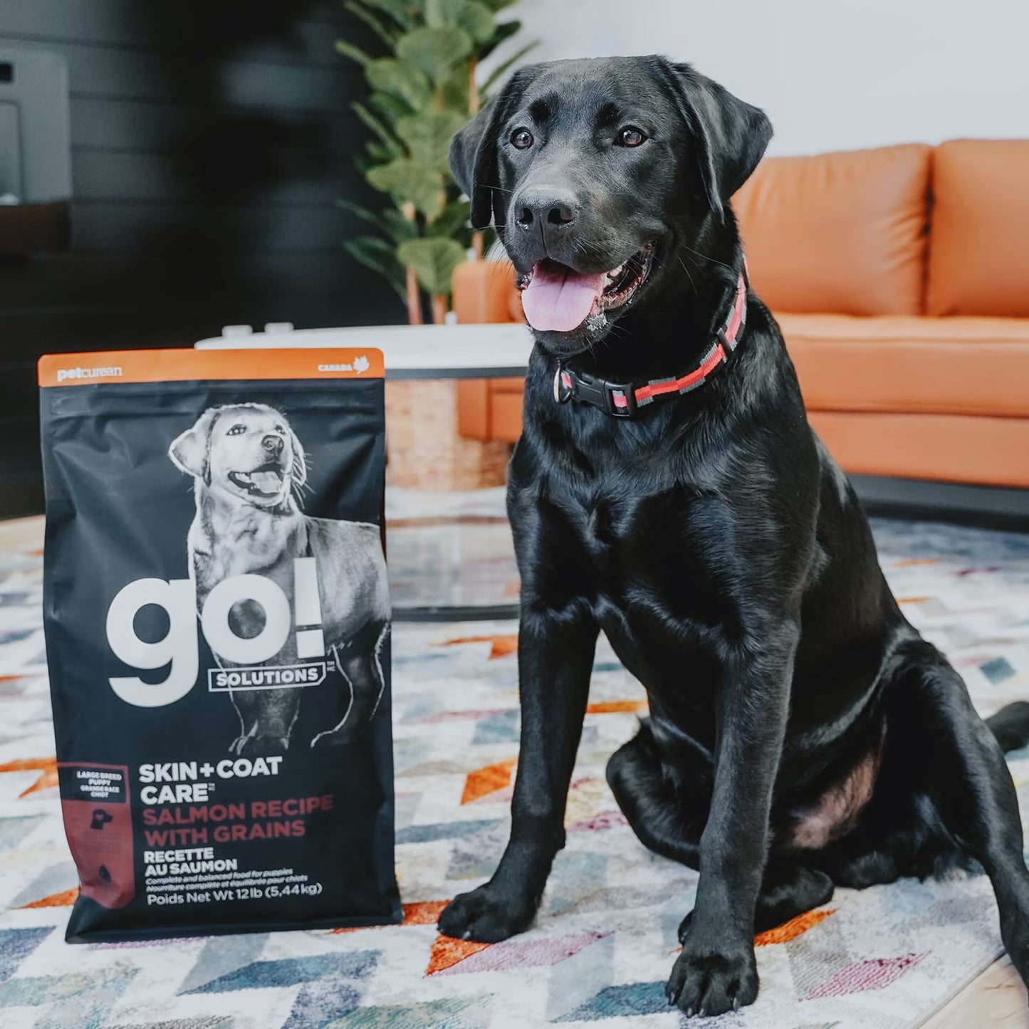 Petcurean – Go! Solutions - Peau + Poils – Chiot grande race - Saumon