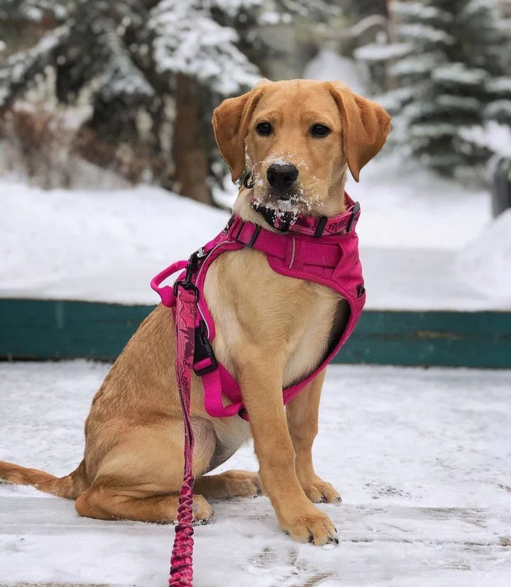 Rocky Mountain Dog – Laisse ajustable
