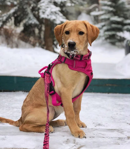 Rocky Mountain Dog – Laisse ajustable