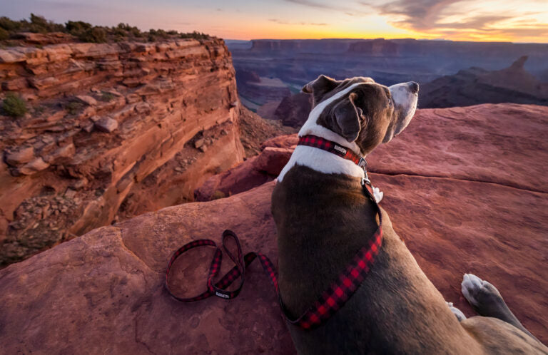 Kuma outdoor gear – Collier lazy bear