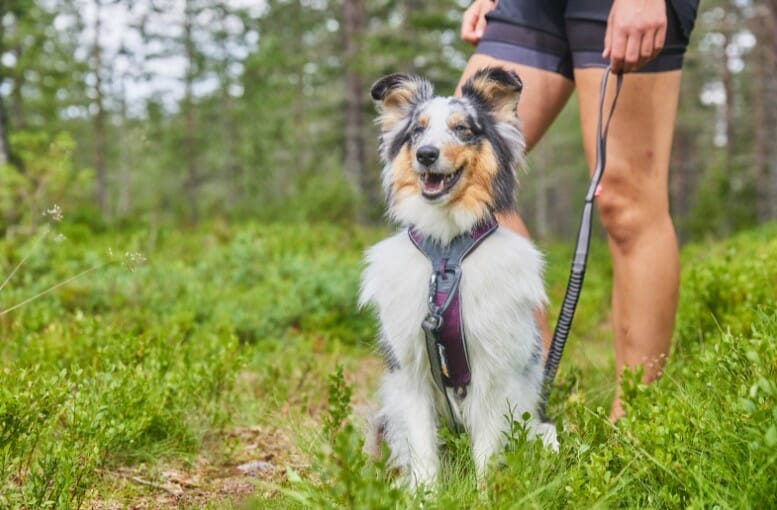 Non-Stop – Harnais Line 5.0