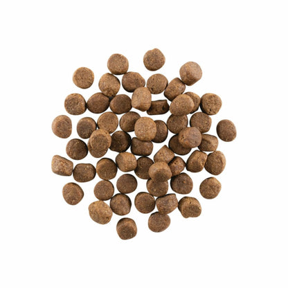 Petcurean – Go! Solutions - Carnivore – Sans Grains - Saumon + Morue