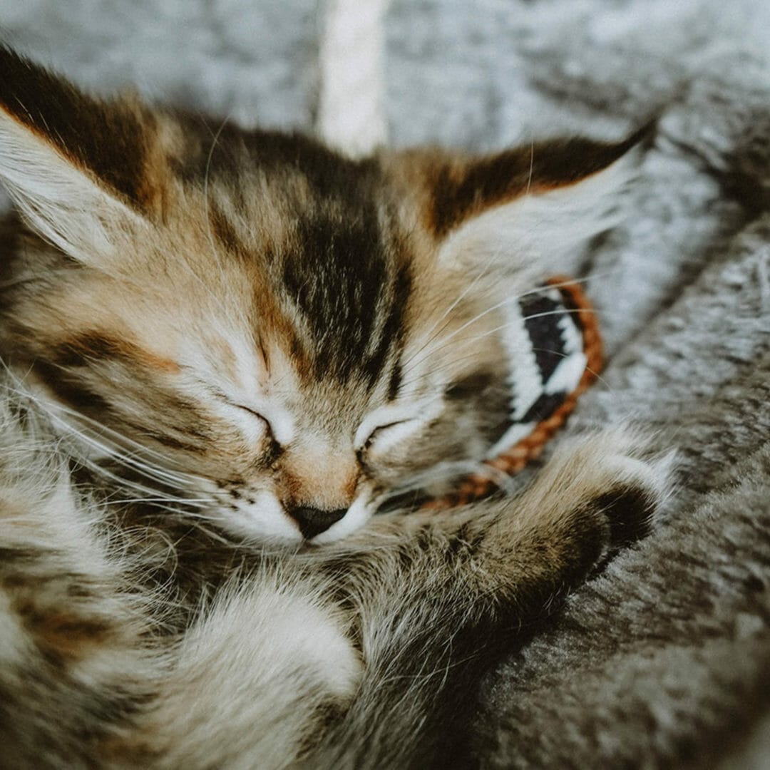 Petcurean – Now Fresh Sans Grains – Chaton Dinde/Saumon/Canard