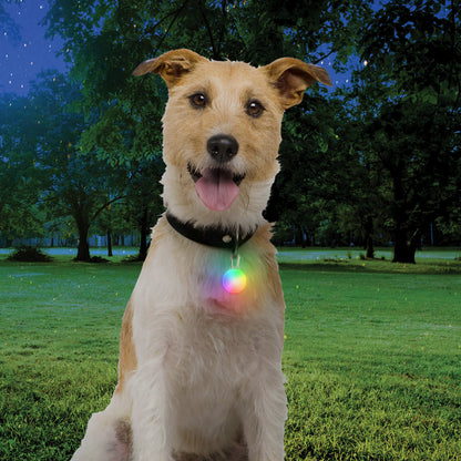 Nite Ize – Lumière LED pour collier rechargeable – 4 couleurs
