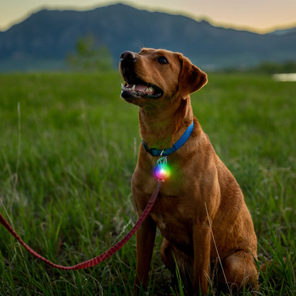 Nite Ize – Lumière LED pour collier rechargeable – 4 couleurs