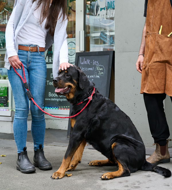 Rcpets – Laisse lasso en corde