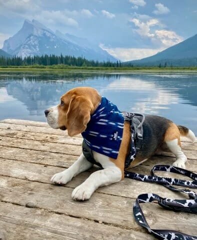 Rocky Mountain Dog – Foulard Guatemalan