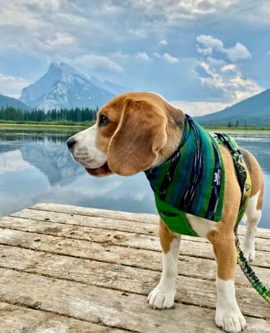 Rocky Mountain Dog – Foulard Guatemalan