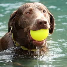 Ruff Dawg – Ball – Garantie à vie