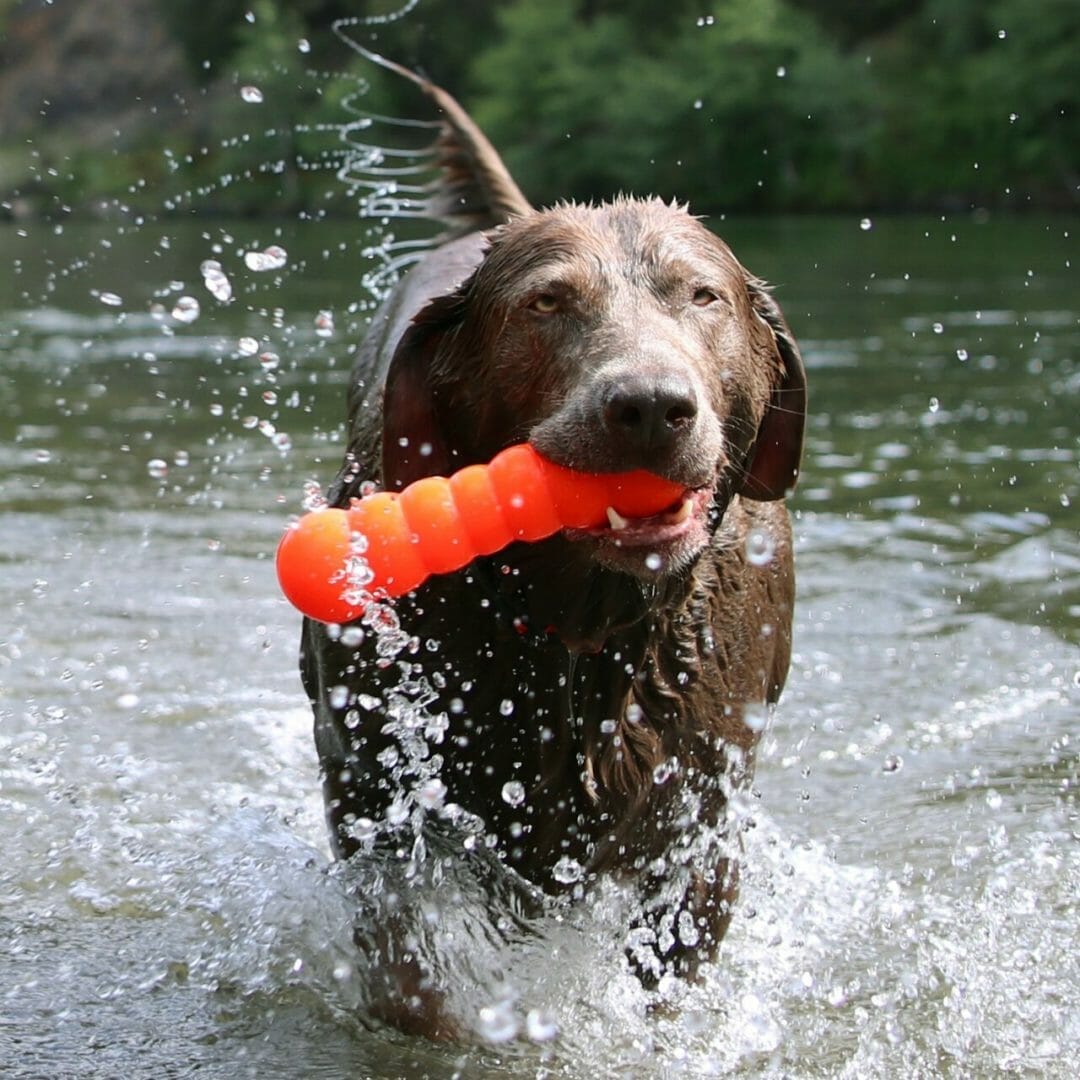 Ruff Dawg – Dawg Buster – Garantie à vie
