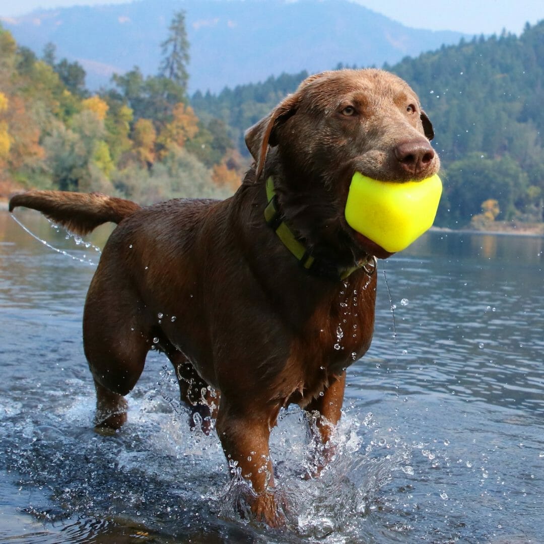 Ruff Dawg – Dawg Cube – Garantie à vie