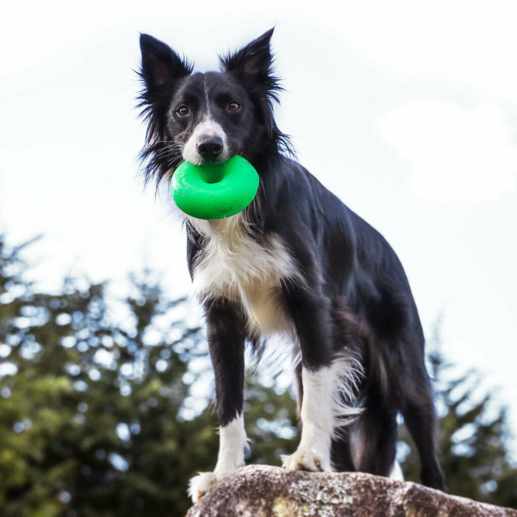 Ruff Dawg – Dawg Nut – Garantie à vie